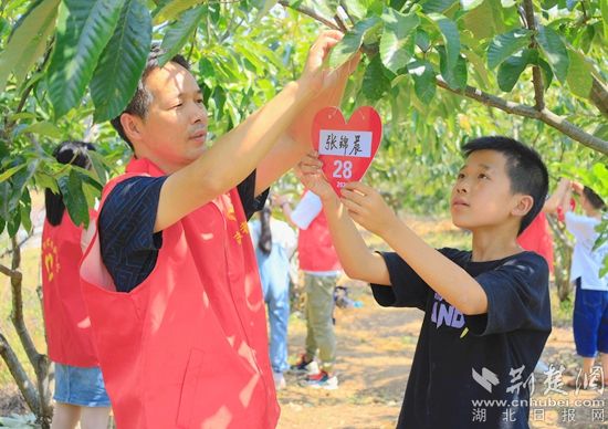 湖北-關(guān)愛少年兒童-誠信栗花助留守兒童看世界項目-2021年6月15日在湖北省黃岡市羅田縣白廟河鎮(zhèn)東安河小學板栗林進行板栗樹認領(lǐng)