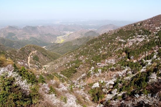 山上櫻花，山下油菜.jpg