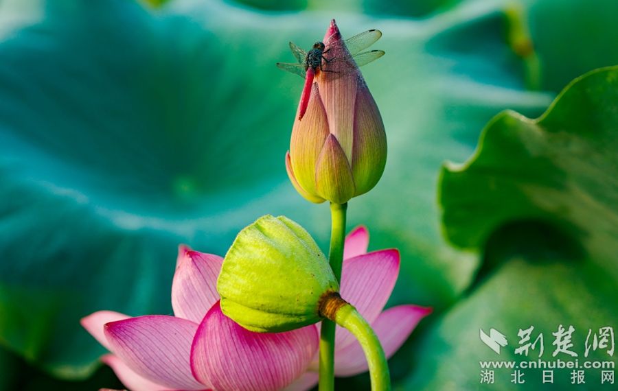 羅潛兵 攝.jpg.jpg