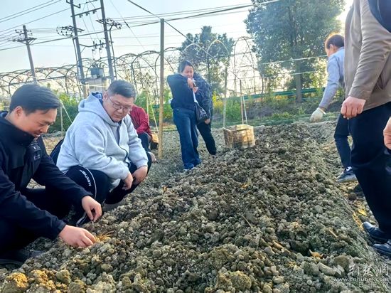 崇陽(yáng) 黃精1.jpg.jpg